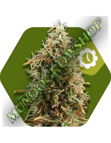 3 UND FEM - GREEN AK XL AUTO 