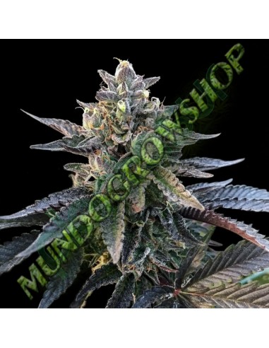 3 UND FEM - GELATO SORBET  DNA GENETIC 3 UND FEMINIZADAS