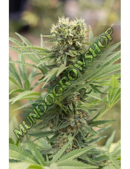 3 UND FEM - DEDOVERDE HAZE 