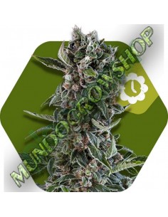 5 UND FEM - BLUEBERRY CHEESE-AUTO 