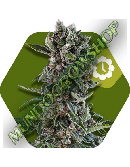 5 UND FEM - BLUEBERRY CHEESE-AUTO 