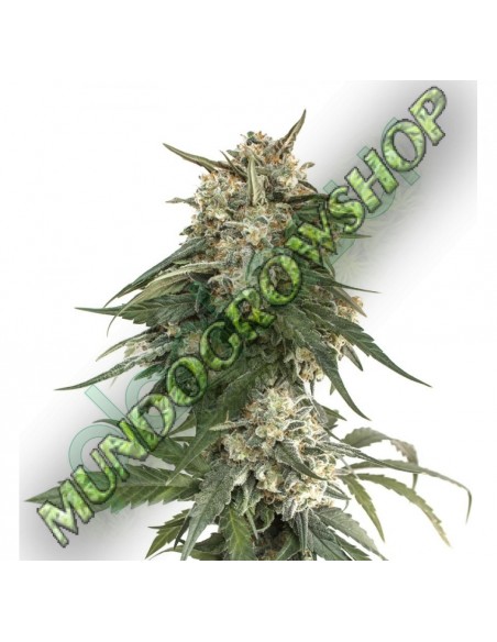 5 UND FEM - BCN CRITICAL XXL FAST 