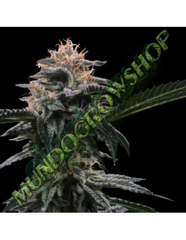 3 UND FEM - BANANA SORBET  DNA GENETIC 3 UND FEMINIZADAS