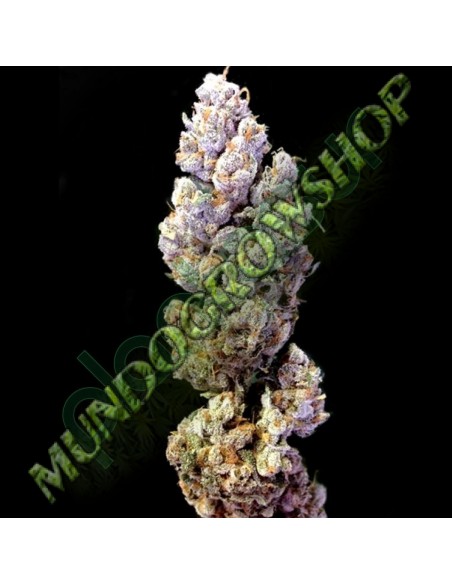 12 UND REG - CROCKETTS SOUR TANGIE 