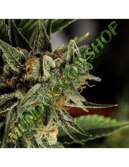 12 UND REG - CROCKETTS TANGIE 