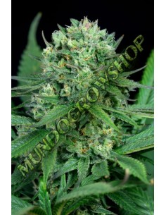 5 UND FEM - CHEESE CBD - DINAFEM 5 UND FEM 2