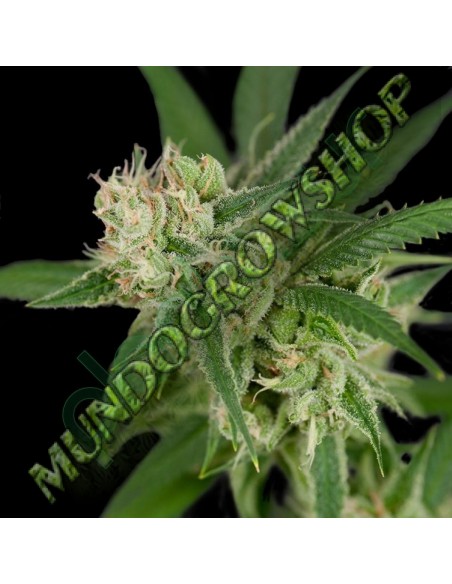 12 UND REG - SOUR BANANA SHERBET 