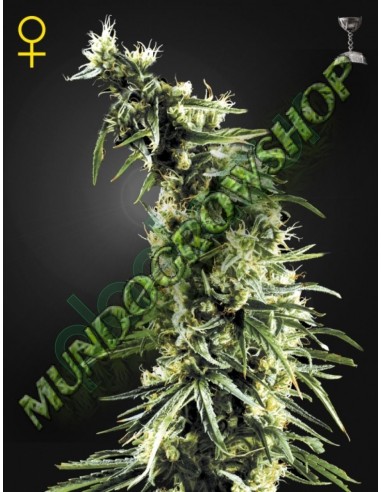 10 UND FEM - HAWAIIAN SNOW 