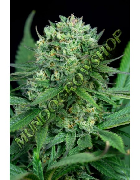5 UND FEM - CHEESE CBD - DINAFEM 5 UND FEM