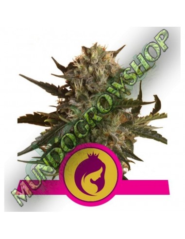 3 UND FEM - MOTHER GORILLA 