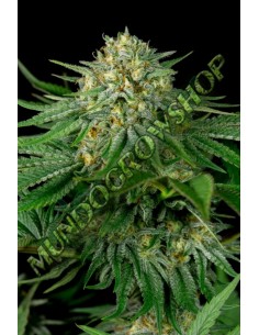 5 UND FEM - BUBBA KUSH CBD - DINAFEM 5 UND FEM 2