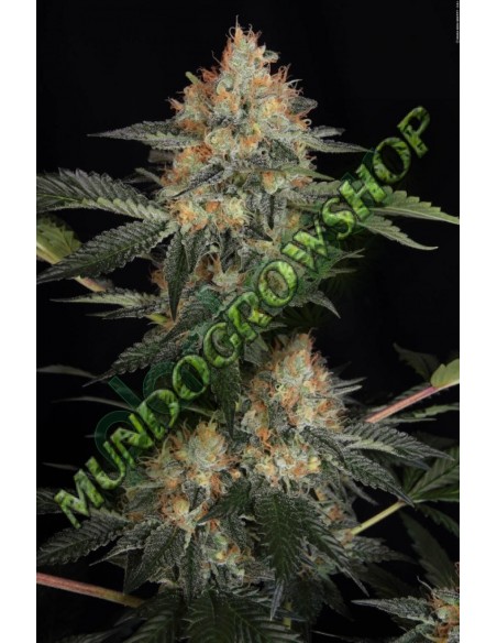 5 UND FEM - DINACHEM 