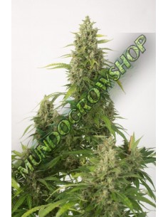 10 UND FEM - HAZE XXL AUTOFLOWERING  2