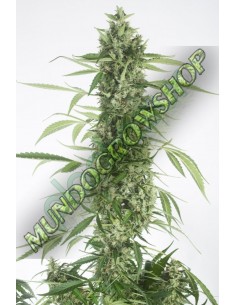 10 UND FEM - MOBY DICK XXL AUTOFLOWERING  2