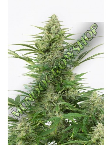 5 UND FEM - DINAMEX AUTOFLOWERING 