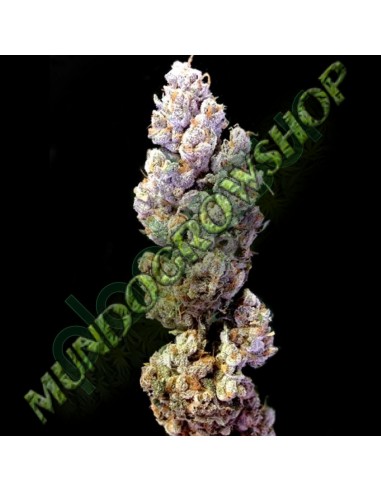 12 UND REG - CROCKETTS SOUR TANGIE 