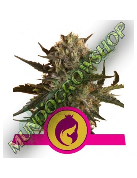 10 UND FEM - MOTHER GORILLA 