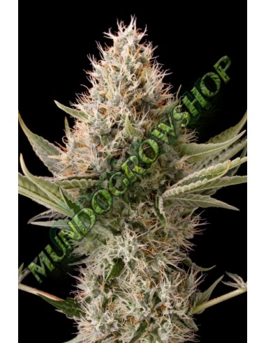 5 UND FEM - DINAMEX - DINAFEM SEEDS 5 UND