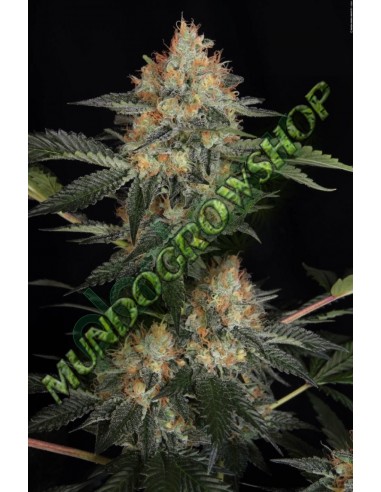 5 UND FEM - DINACHEM 