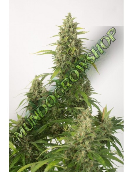 10 UND FEM - HAZE XXL AUTOFLOWERING 