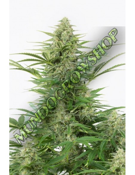 5 UND FEM - DINAMEX AUTOFLOWERING 