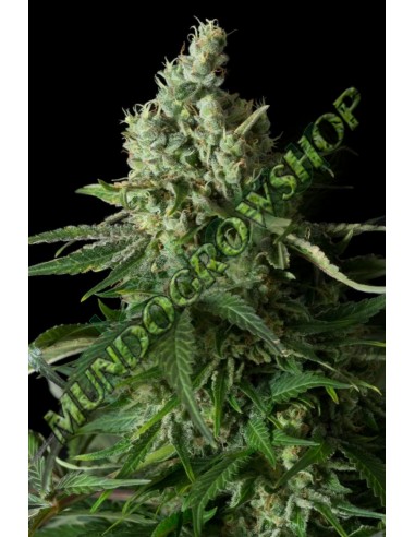 10 UND FEM - MOBY DICK CBD 