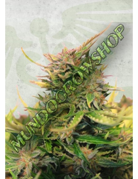 1 UND FEM - BABY BOOM AUTO CBD 