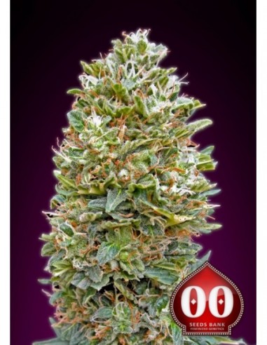 25 UND FEM - AUTO BUBBLE GUM 