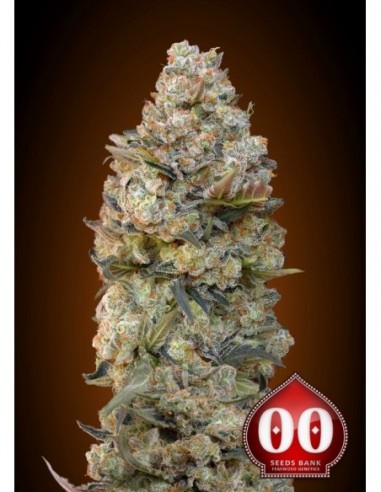 100 UND FEM - CHOCOLATE SKUNK 