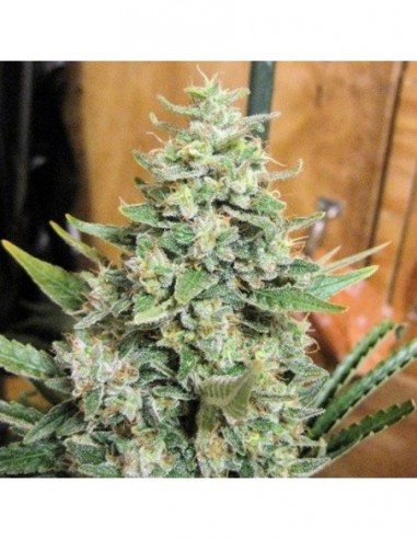 3 UND FEM - PANAMA X MALAWI   ACE SEEDS 3 UND FEMINIZADAS