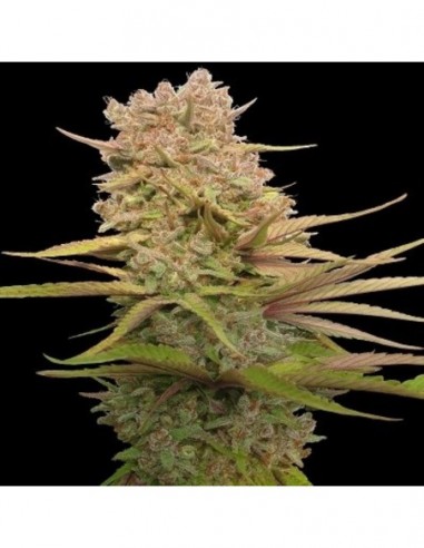 5 UND FEM - RED SAPPHIRE   ACE SEEDS 5 UND FEMINIZADAS