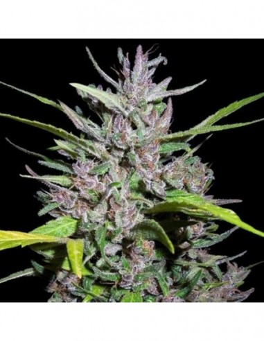 5 UND REG - HONDURAS X PANAMA 