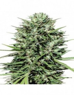 3 UND FEM - MARRUECOS BELDIA KIF 