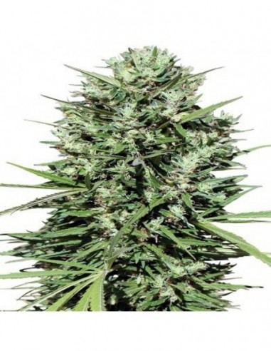 5 UND REG - MARRUECOS BELDIA KIF 