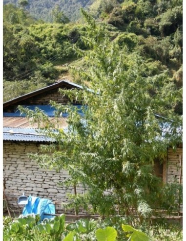 5 UND REG - NEPAL ANNAPURNA 