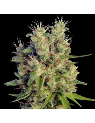 3 UND FEM - SUPER MALAWI HAZE 