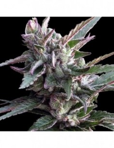 3 UND FEM - THAI CHI 