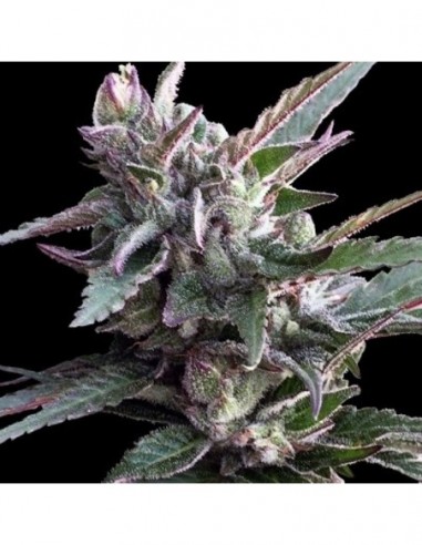 3 UND FEM - THAI CHI 