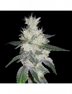 5 UND FEM - BANGI CONGO X PANAMA 