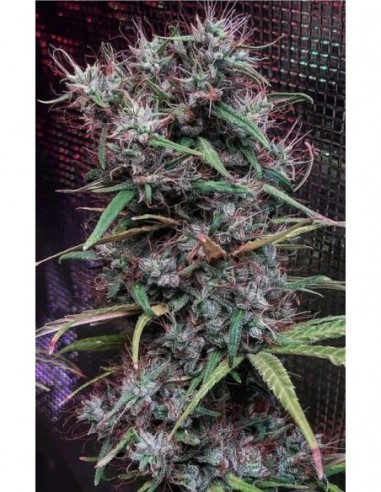 10 UND REG - ETIOPE X MALAWI  ACE SEEDS 10 UND REGULARES