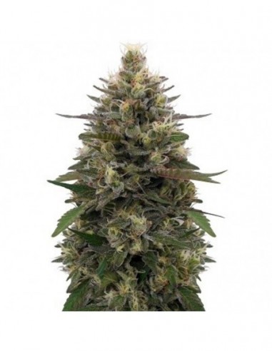 5 UND FEM - PAKISTANI SKUNK   ACE SEEDS 5 UND FEMINIZADAS