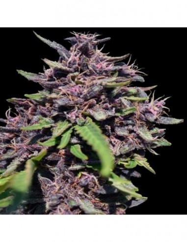 5 UND FEM - PANAMA X PCK 