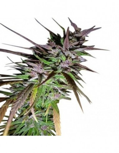 5 UND FEM - PURPLE PAKISTANI HAZE  ACE SEEDS 5 UND FEMINIZADAS