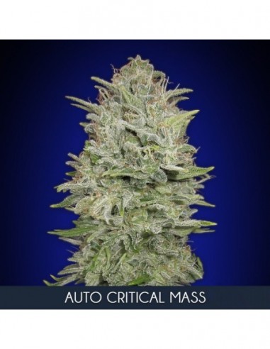 1 UND FEM - AUTO CRITICAL MASS 