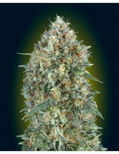 10 UND FEM - AUTO GELATO  -33   ADVANCED SEEDS 10 UND FEM