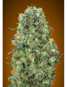 10 UND FEM - CRITICAL MASS   ADVANCED SEEDS 10 UND FEM