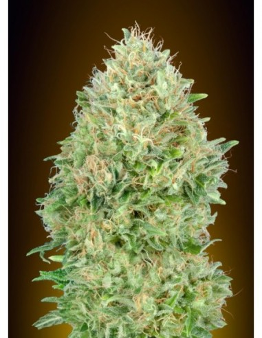10 UND FEM - PINEAPPLE GLUE   ADVANCED SEEDS 10 UND FEM