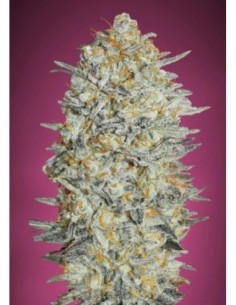 10 UND FEM - GELATO  -33   ADVANCED SEEDS 10 UND FEM