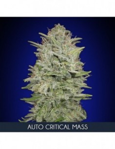 10 UND FEM - AUTO CRITICAL MASS   ADVANCED SEEDS 10 UND FEM