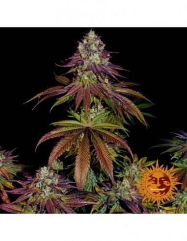 10 UND FEM - MIMOSA EVO 